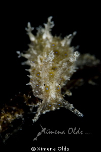 Stylochelus Striatus by Ximena Olds 